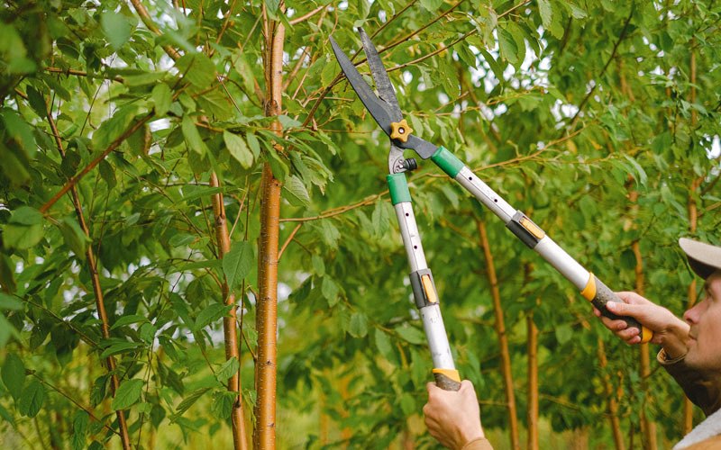 Tree trimming in Flemingsburg, KY